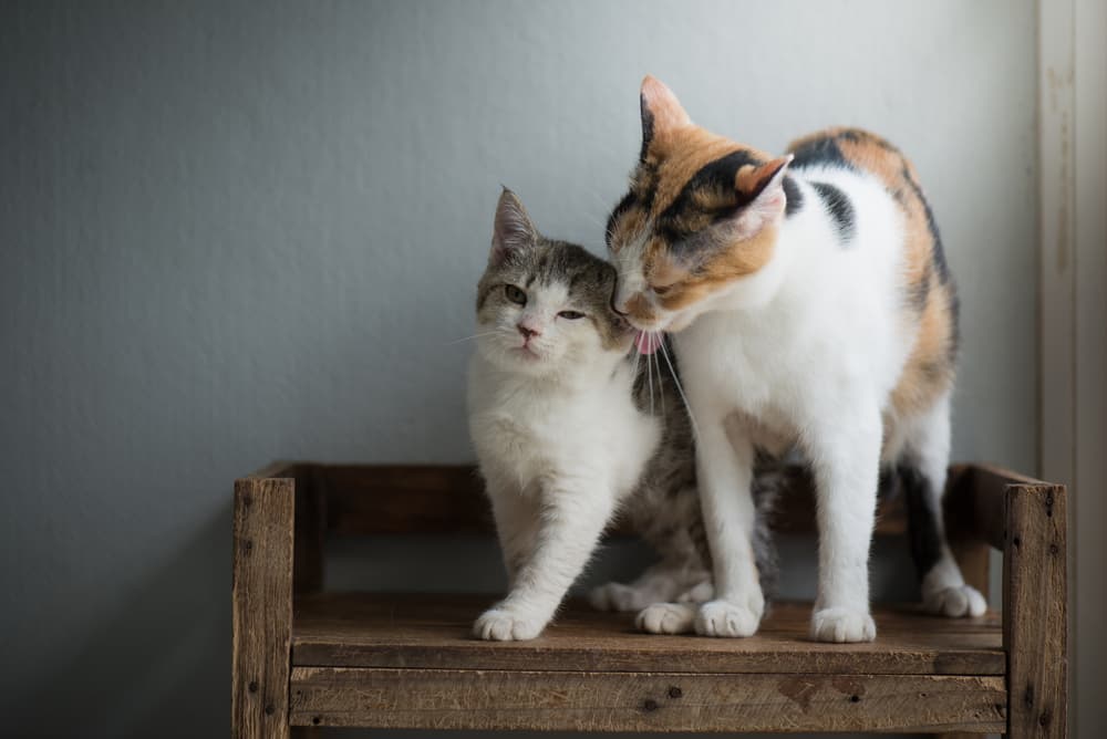 Adopting a Kitten or Adult Cat: Which is Better for You?