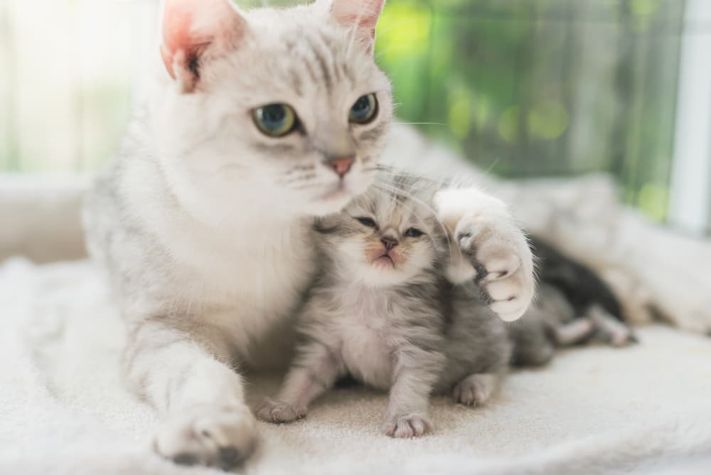 Mother cat and kitten