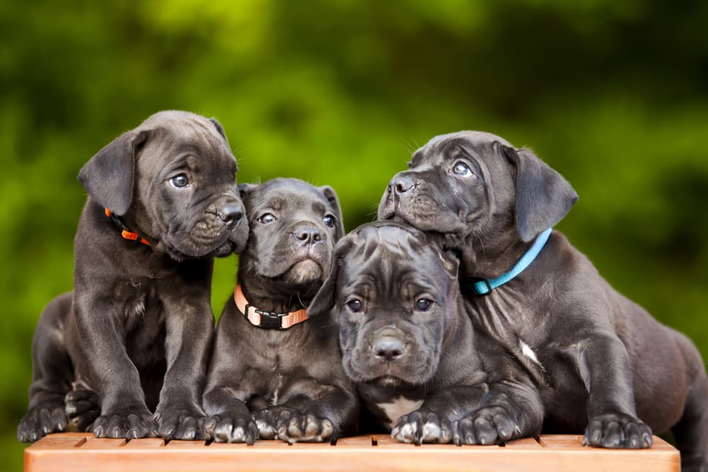 A group of Cane Corso puppies