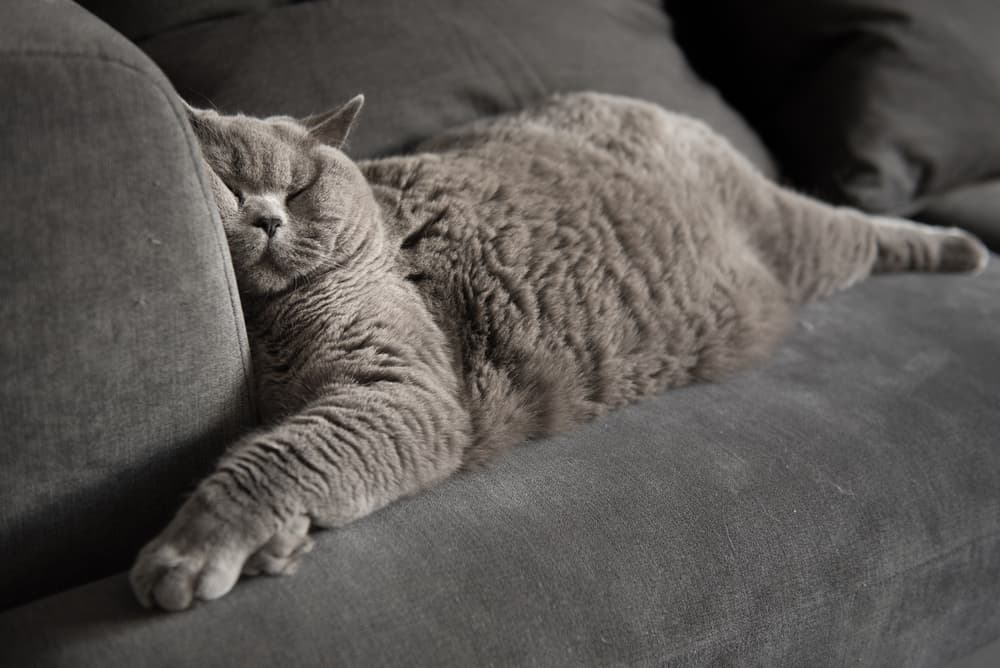 British Shorthair cat sleeping on sofa