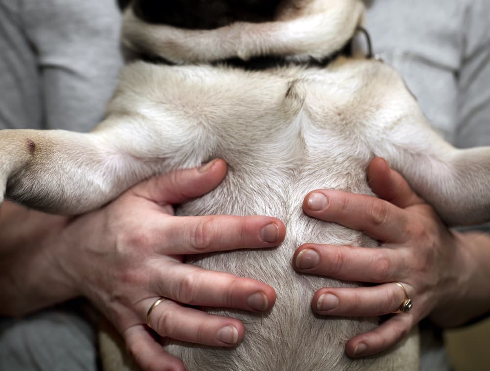 Man with hands on dog's stomach