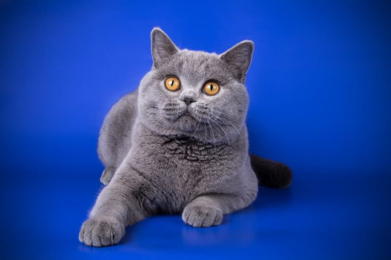 British Shorthair on blue background