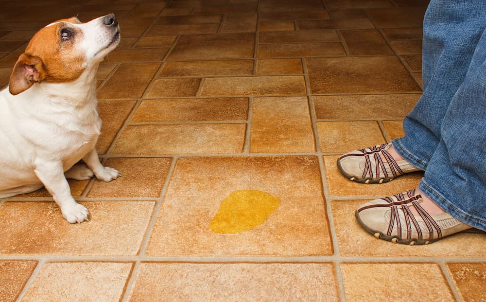 dog needs more love from pet parent