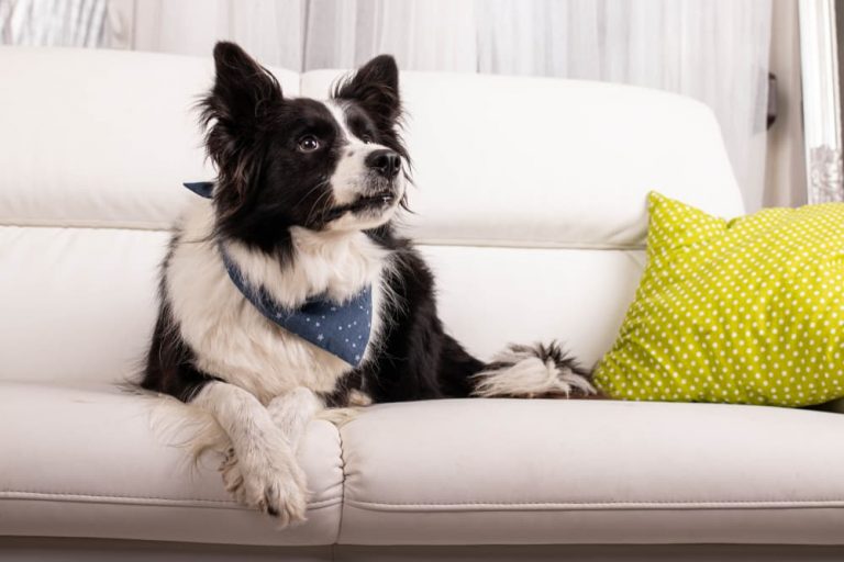 Dog crossed paws sitting on couch