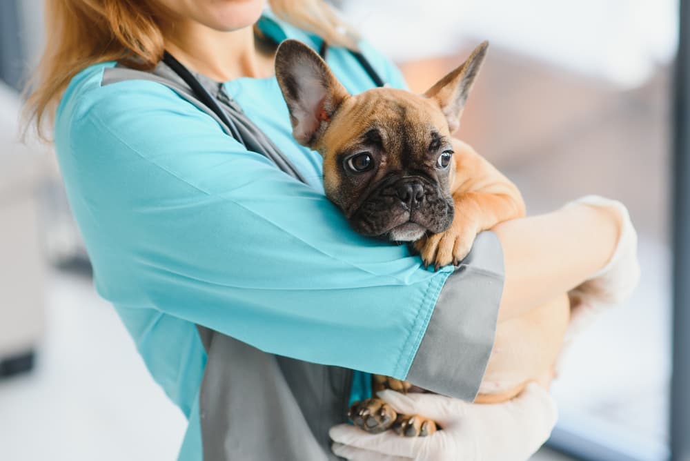 Dog at the vet