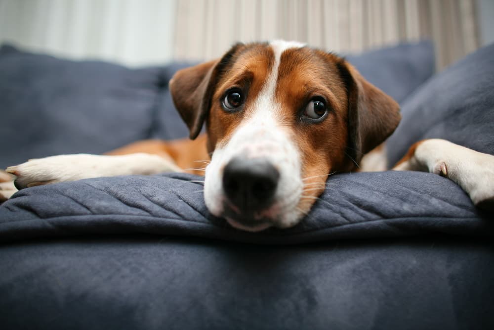 Dog puppy eyes face over couch