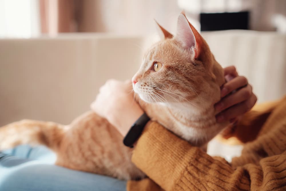 Yellow Cat Poop: What Does It Mean?