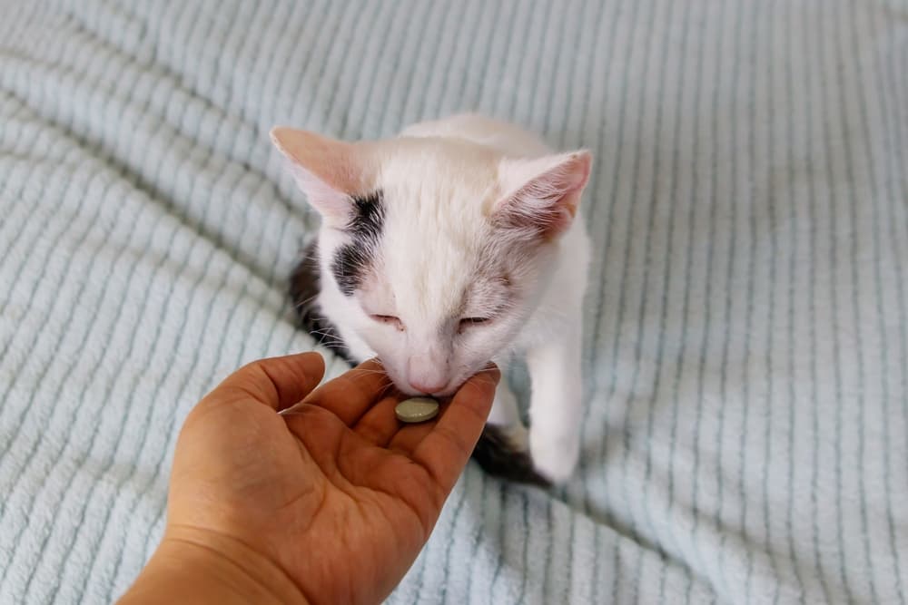 Cat taking supplement from owner for yellow cat poop