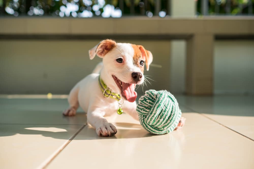 Dog playing with toy