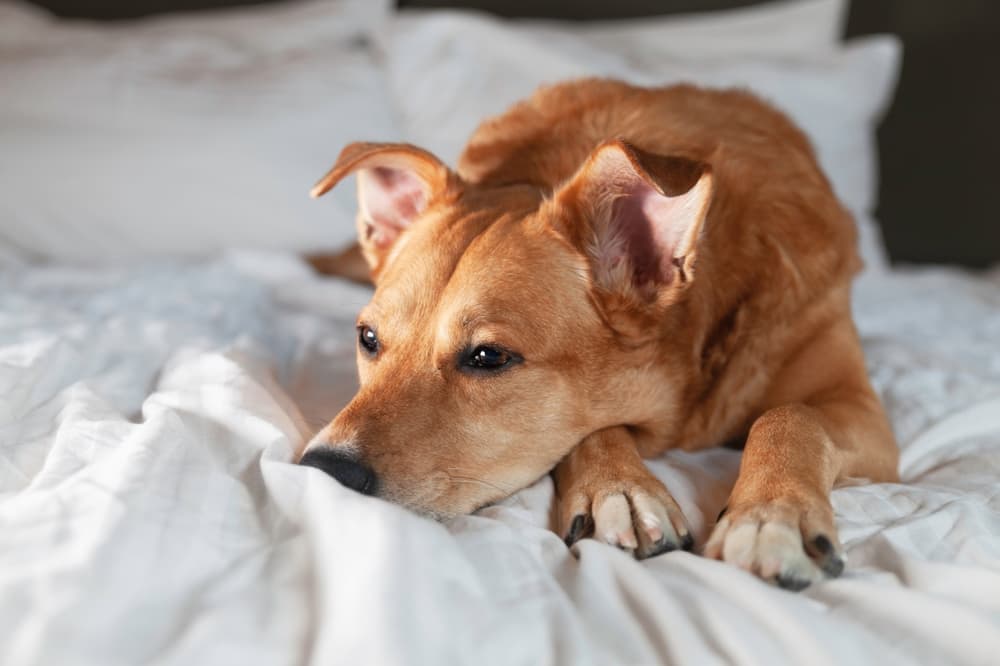 Gastritis in Dogs