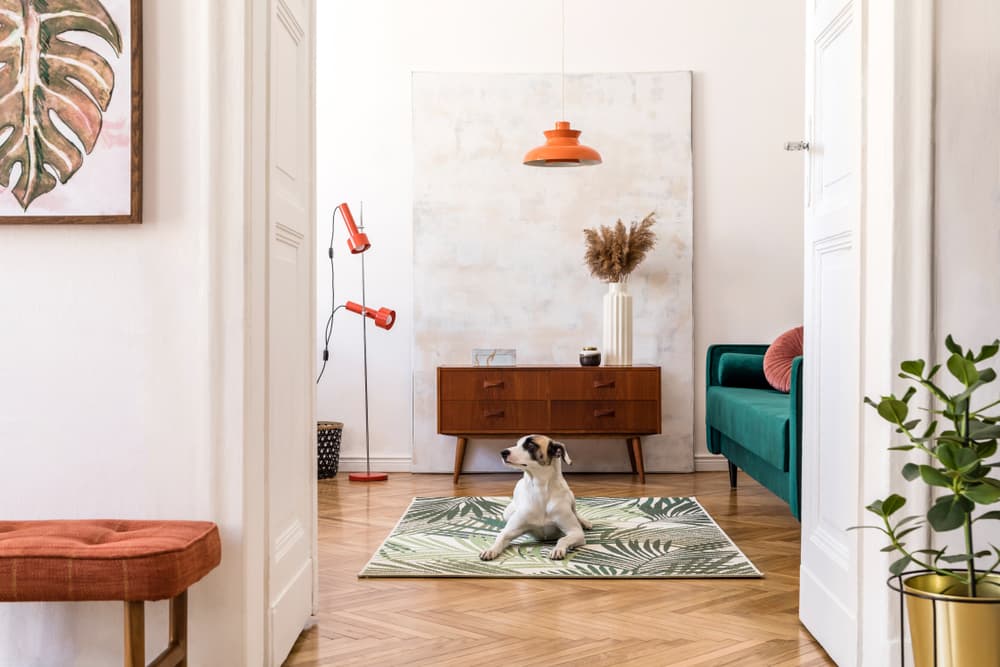 Dog at home in a pretty apartment