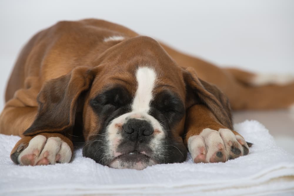 Dog feeling sick because has Gastritis-in-Dogs-