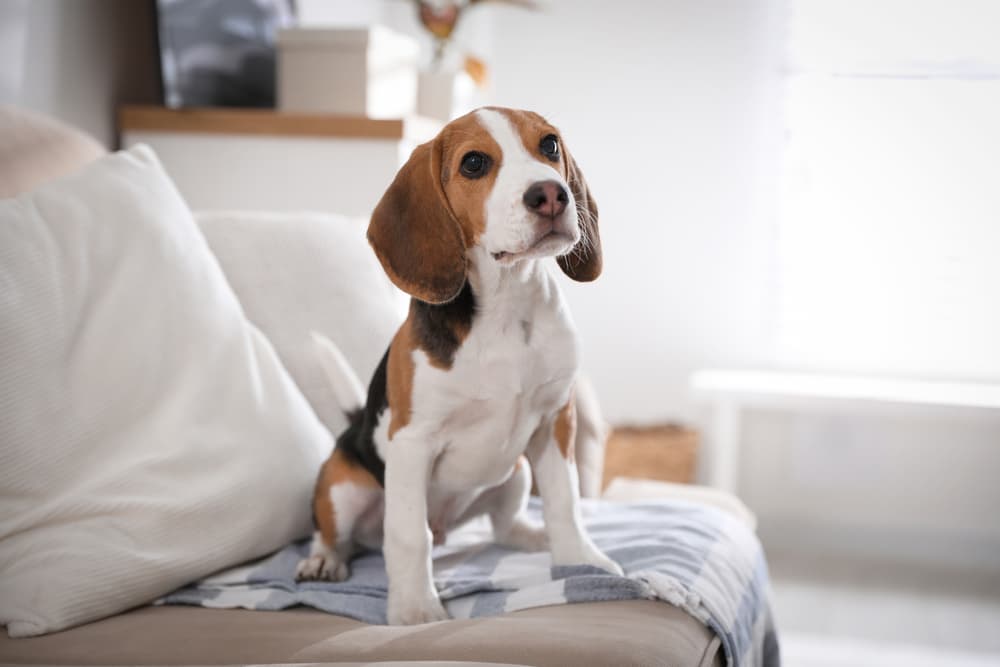 Dog at home sitting on couch