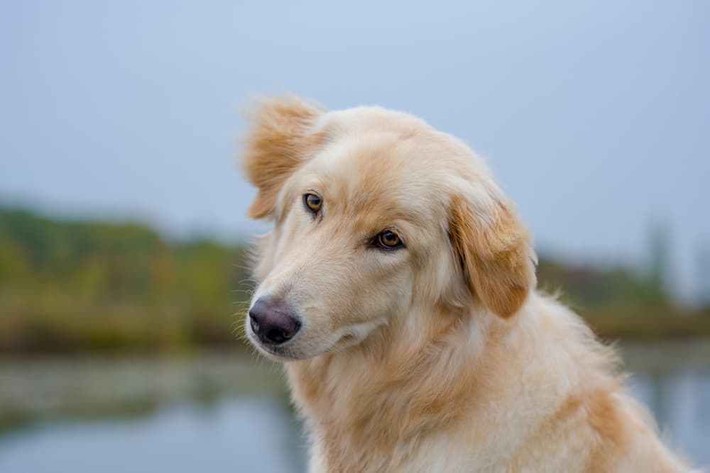 Dog outside looking at camera