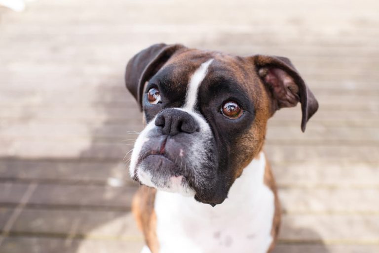 Dog looking up to camera