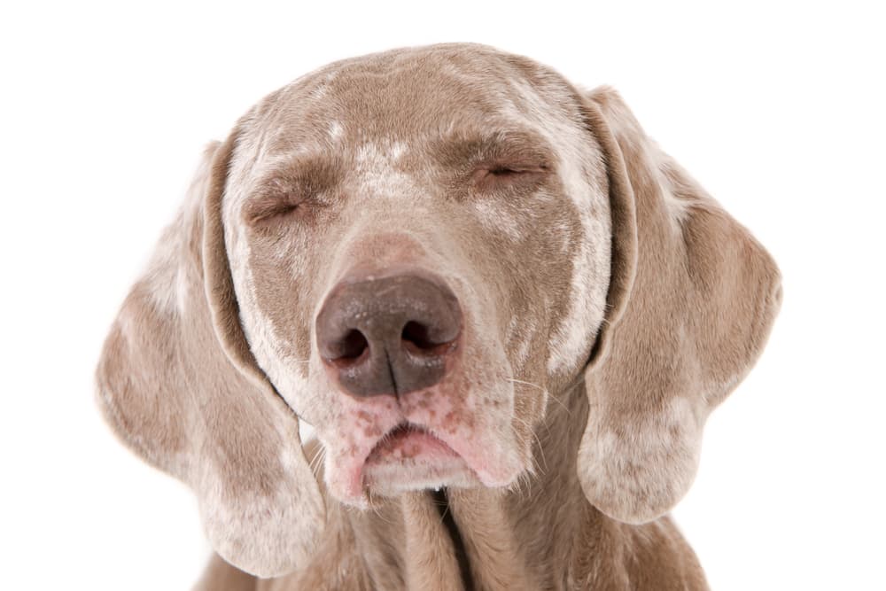 Dog with vitiligo