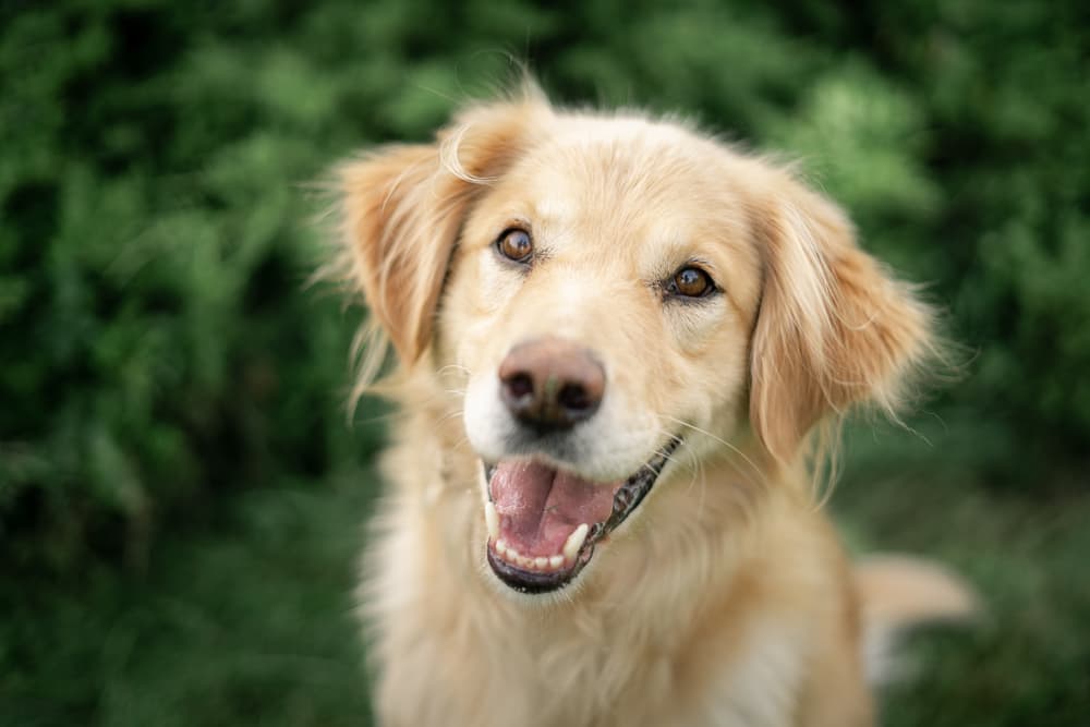 Fly Bites on Dogs: Should You Worry?