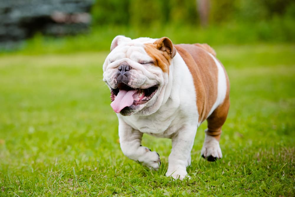 Happy dog running in yard at home