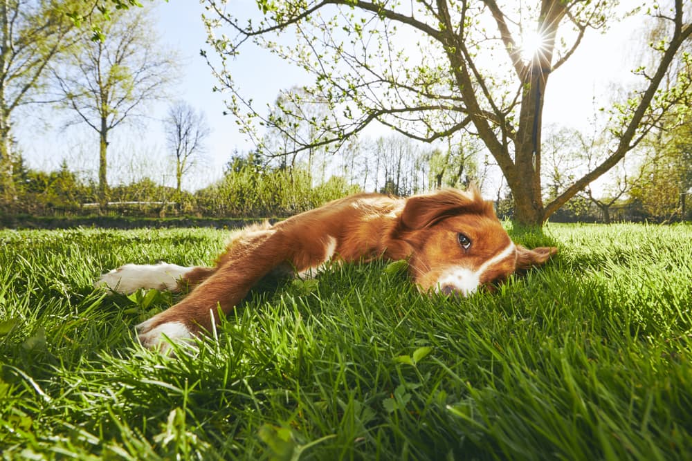 Dog laying in grass sad as had fly bite