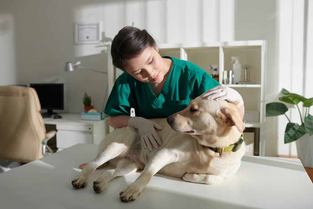 Dog at the vet office