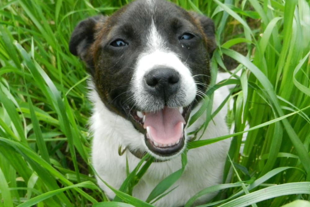 Dog sitting in grass fly bites