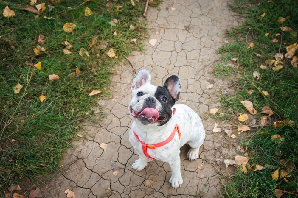 French names for dogs dog sitting outside