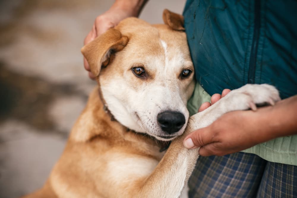 Sweet dog being held by owner