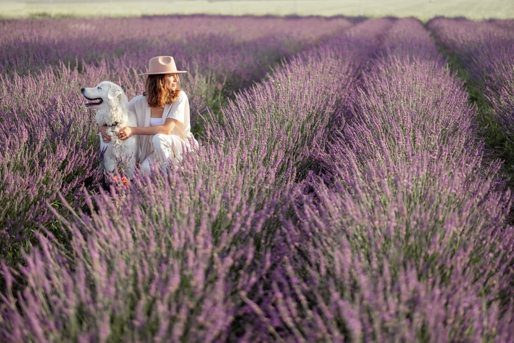 205 French Dog Names for Francophiles