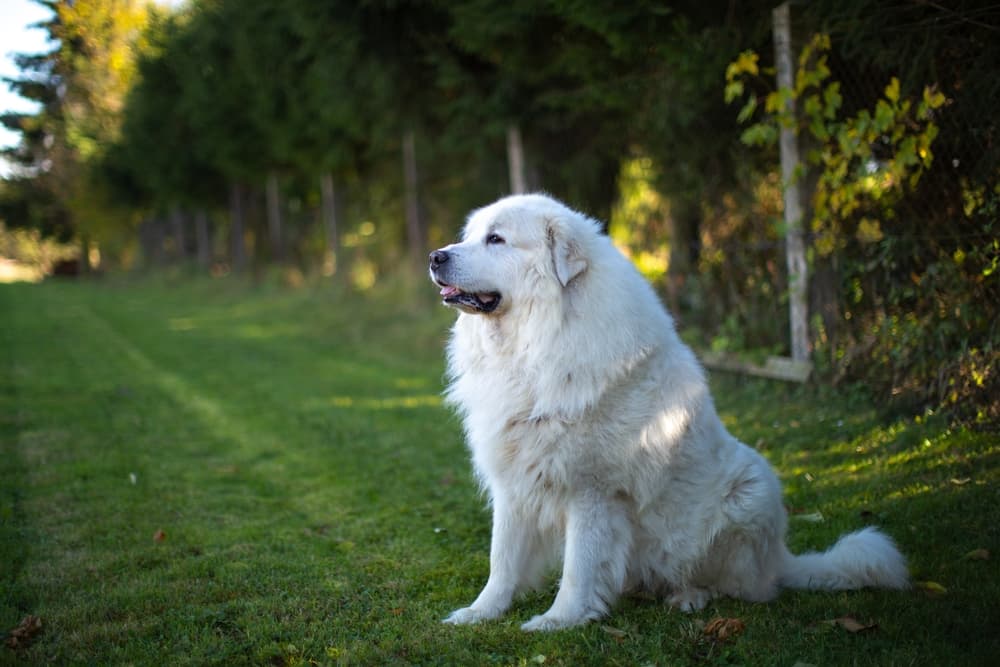 Great Pyrenees sitting outside in the French sunshine