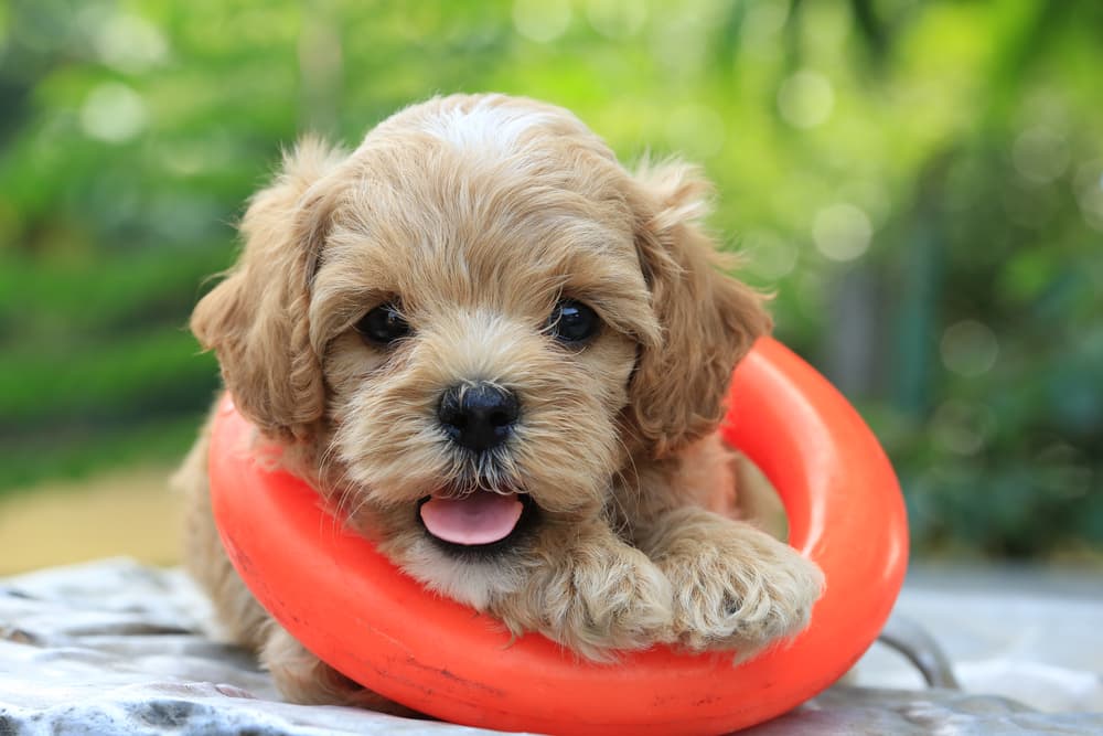 Sweet little puppy