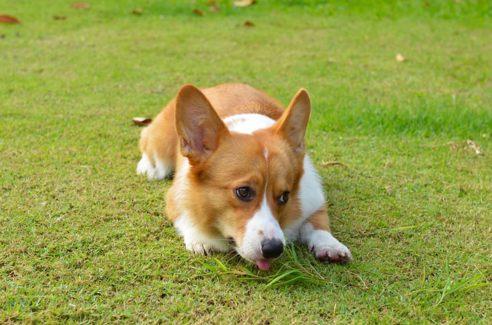 Corgi chewing on grass