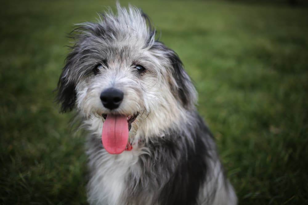 Aussiedoodle in grass
