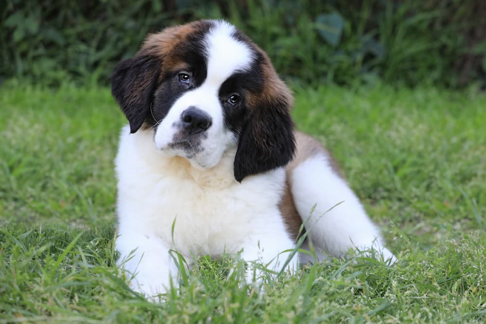 Saint Bernard dog with tilted head