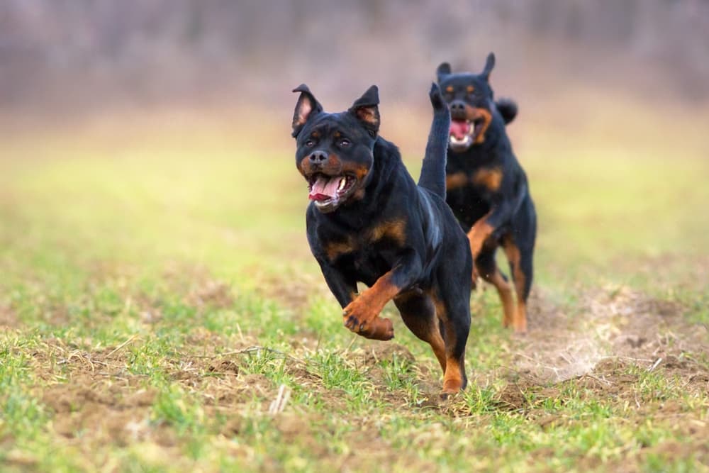 Rottweiler dogs running