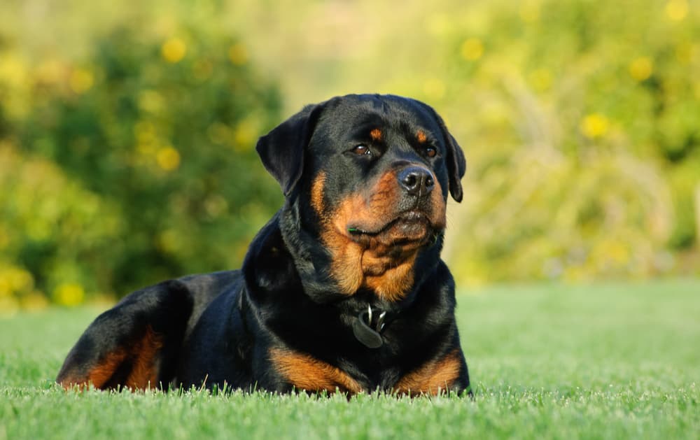 Senior Rottweiler dog
