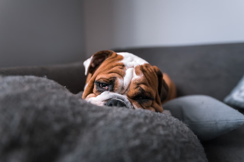 Bulldog on sofa