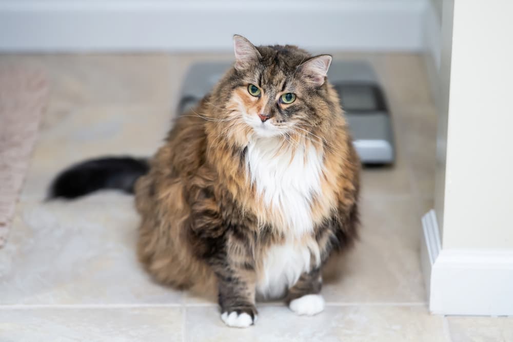 Is My Cat Overweight? 7 Ways to Tell