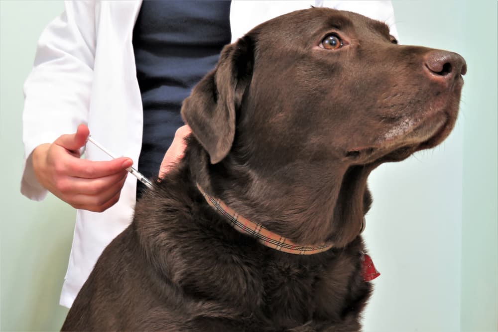 Giving dog insulin shot