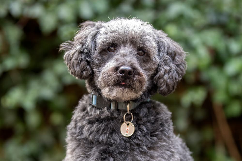Schnoodle dog