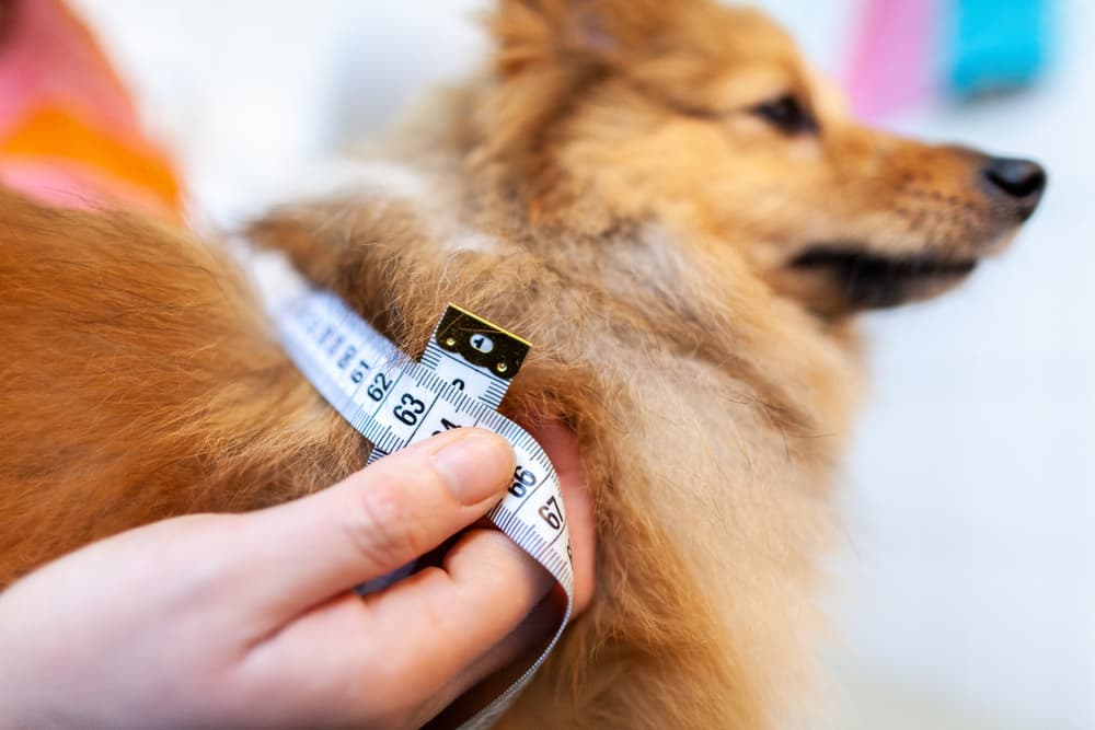 Measuring dog