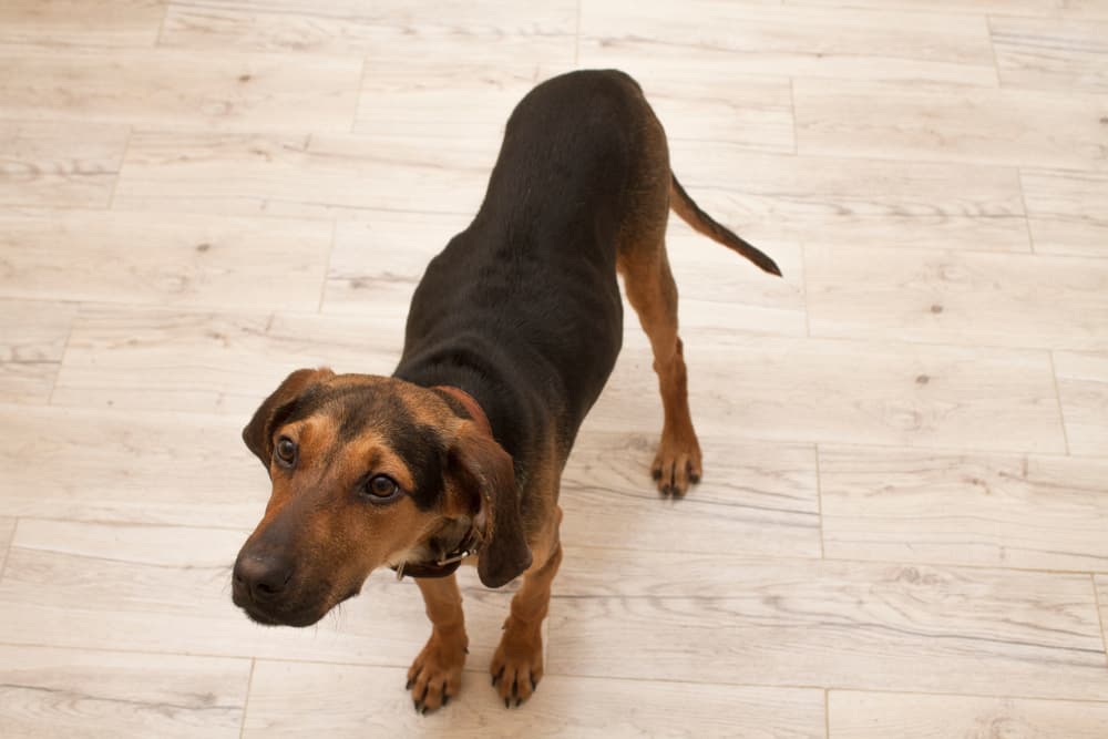 Brindle hound dog looking up