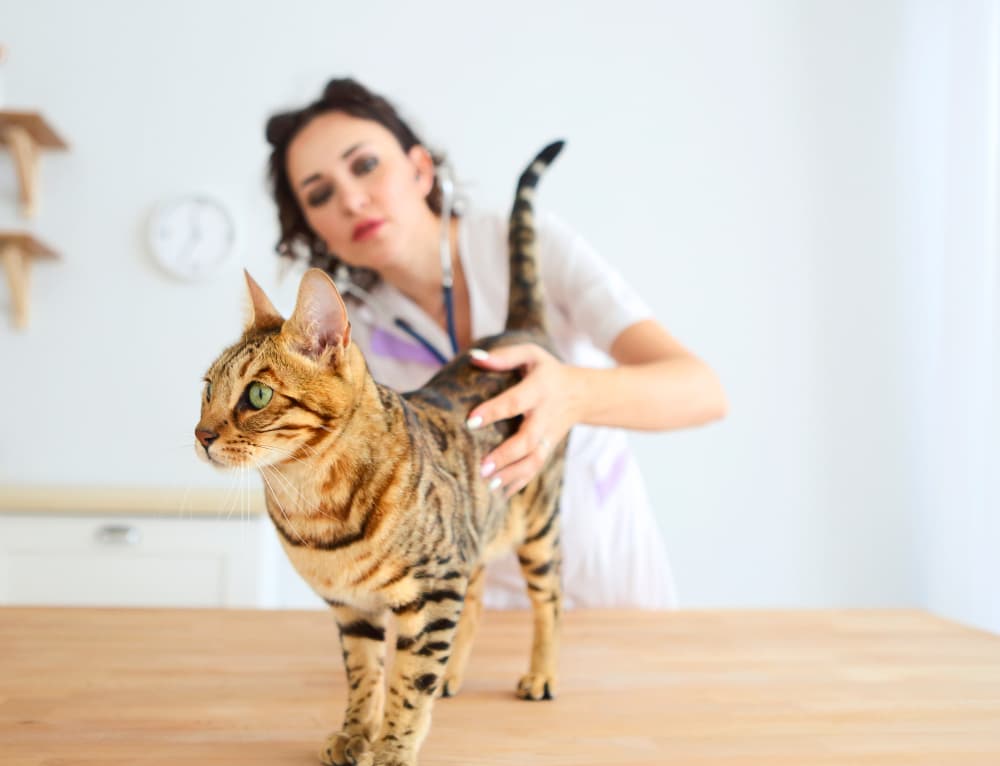 Bengal cat at vet