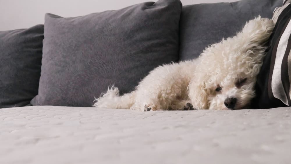 Bichon Frise on sofa