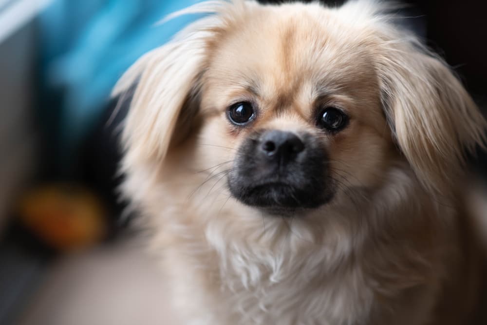 Sweet Tibetan Spaniel dog