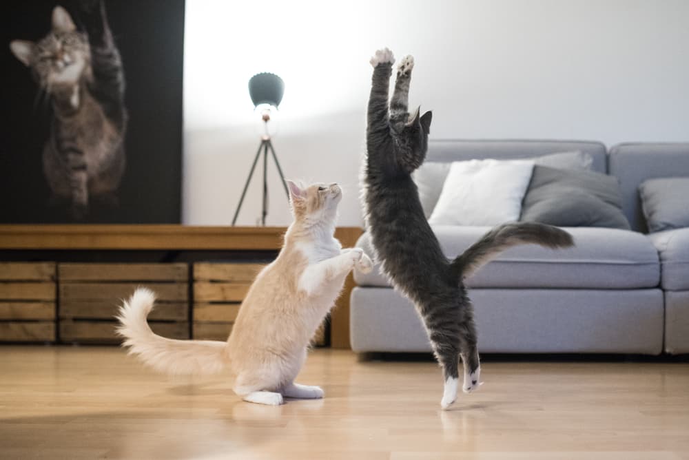Two cats playing and jumping