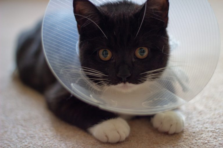 injured cat wearing a neck collar from the vet after being treated using pet insurance