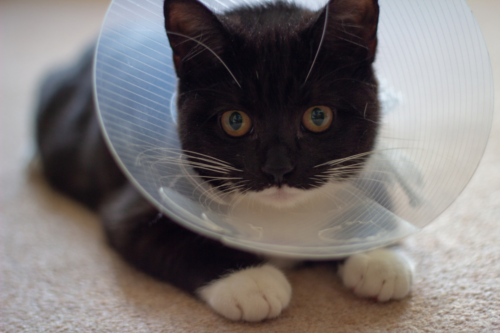 Pet Insurance for Cats: 8 Best Plans to Consider Pet Insurance for Cats: 8 Best Plans to Consider