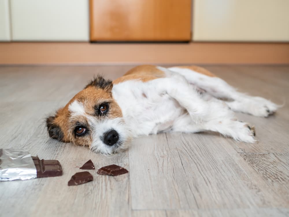 Dog sick from chocolate
