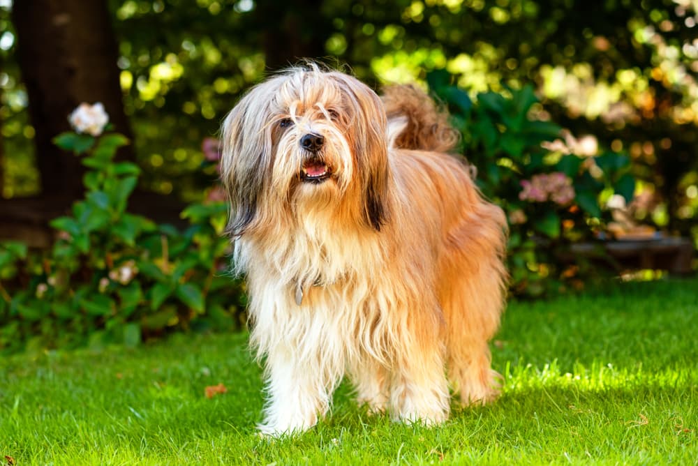 Tibetan Terrier in yard