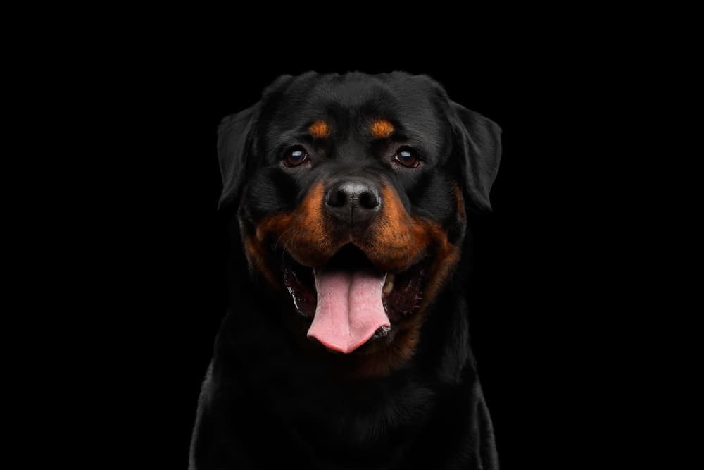 Rottweiler dog on black background